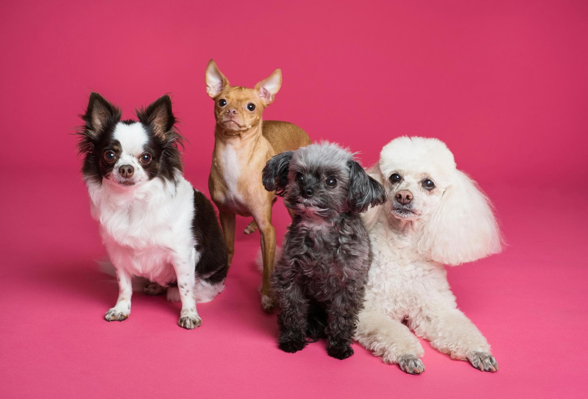Specialist Vets in Fargo