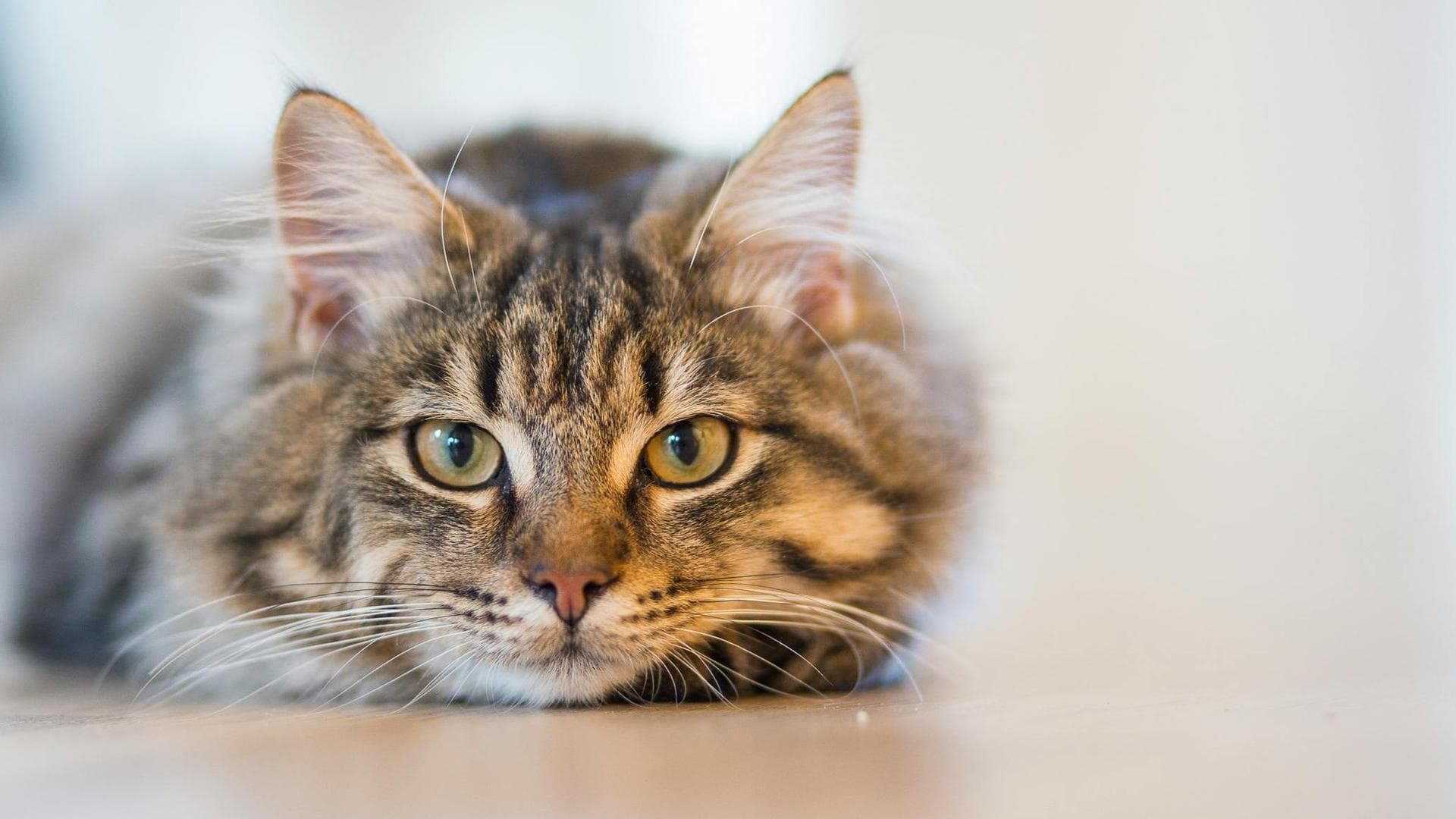 Dog & Cat Vets in Fargo